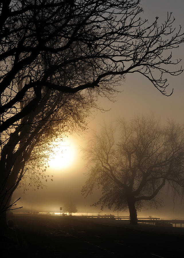 Foggy Morn Photograph by Tim Nyberg