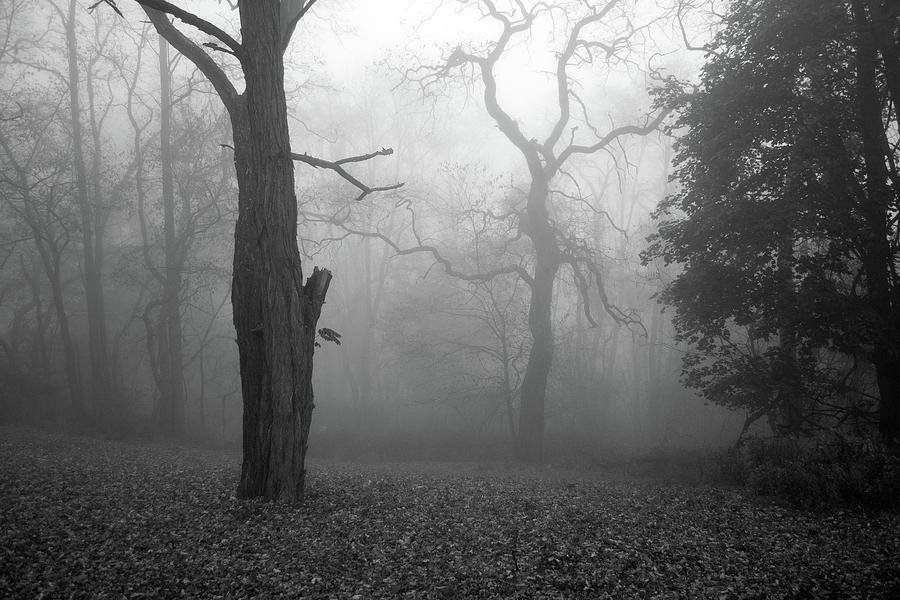 Foggy Morning 1 Photograph