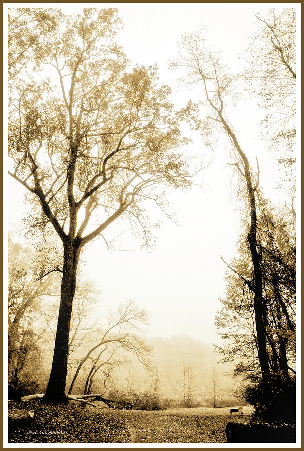 Foggy Morning Photograph by A Macarthur Gurmankin
