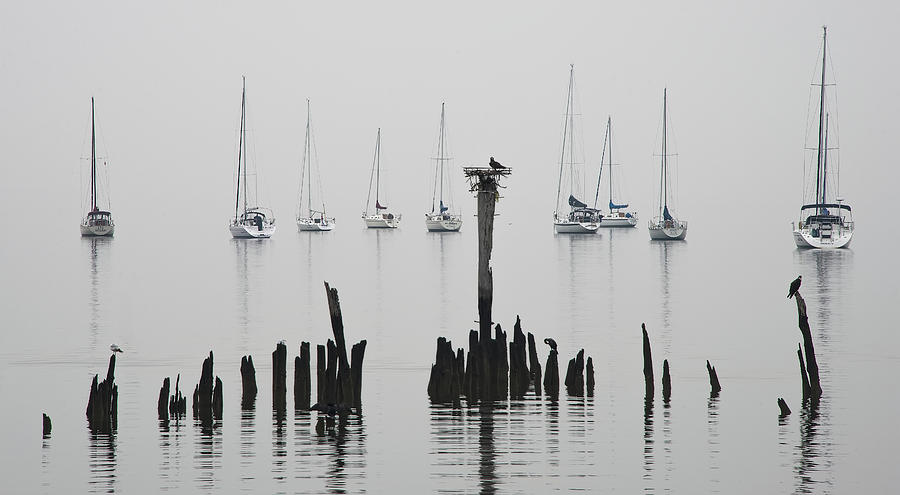 Foggy Morning And Sailboats At The Bayshore Photograph by Gary Slawsky