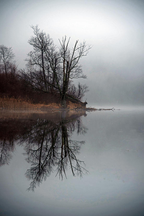 Tree Photograph - Foggy morning at the lake by Deborah Bifulco