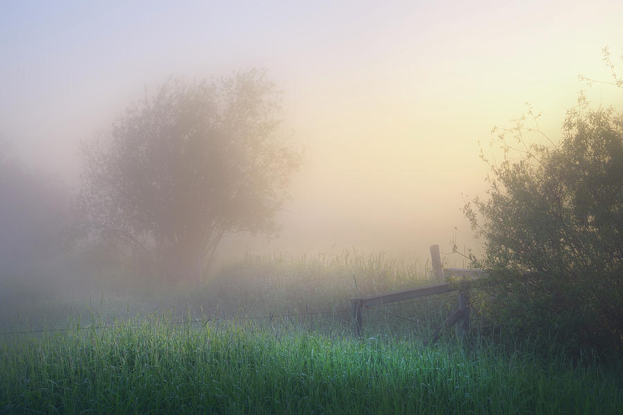 Foggy Morning Photograph by Dan Jurak