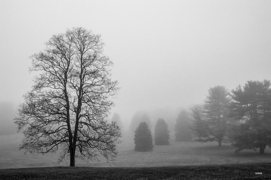 Foggy Morning Photograph by Dana Sohr