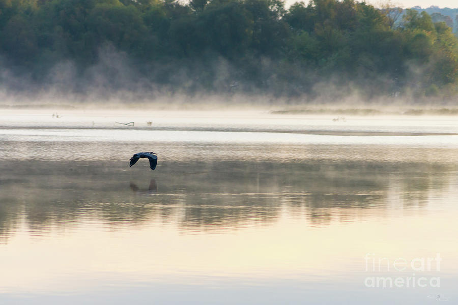Foggy Morning Flight Photograph by Jennifer White