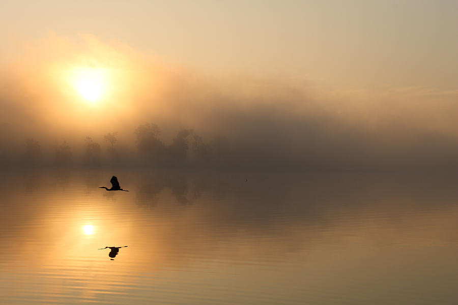 Foggy Morning Flight Photograph by Shoeless Wonder