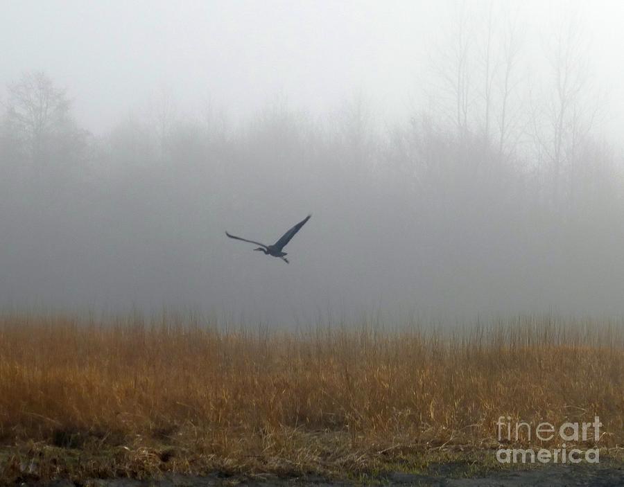 Wildlife Photograph - Foggy Morning Heron in Flight by Helen Campbell