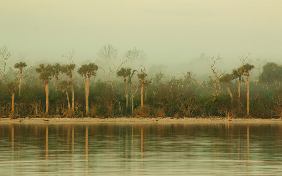 Foggy Morning In Florida Photograph