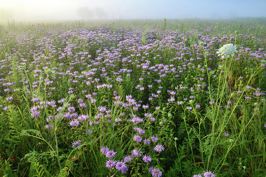 Foggy Morning in Glacial Park Photograph by Ray Mathis