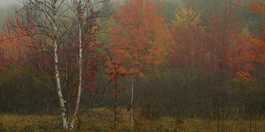 Foggy morning in Sieur De Monts Photograph by Darylann Leonard Photography