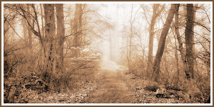 Foggy Morning in the Woods Photograph by A Macarthur Gurmankin