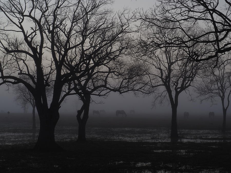 Foggy Morning Photograph by Jerry Connally