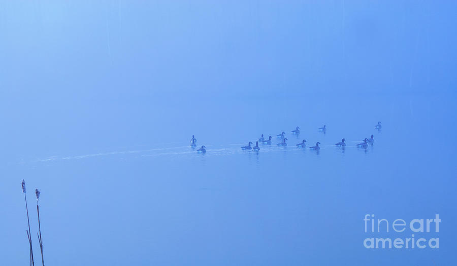 Foggy Morning Lake Geese Photograph by Randy Steele