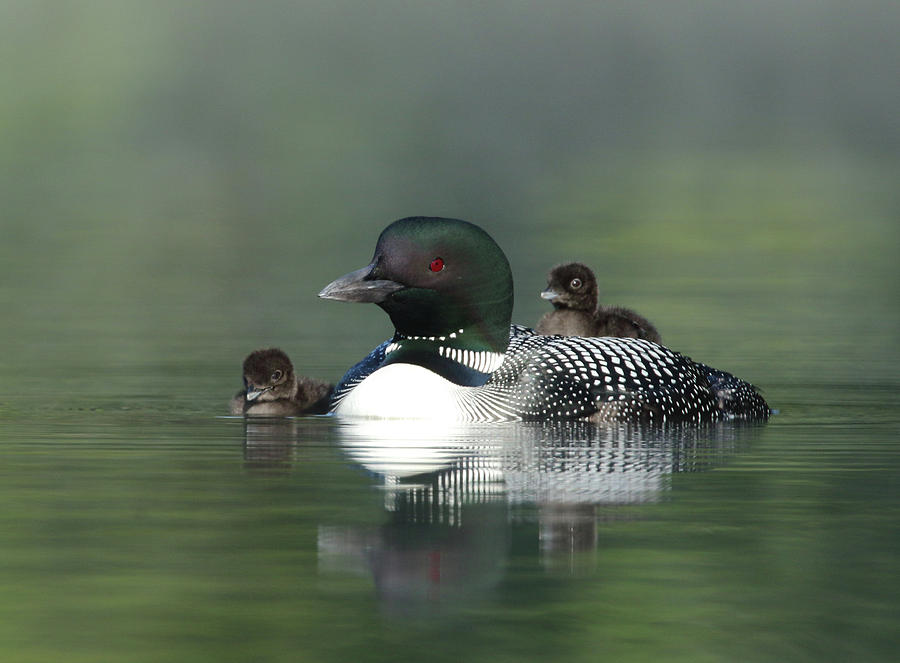 Foggy Morning Loons Photograph by Duane Cross