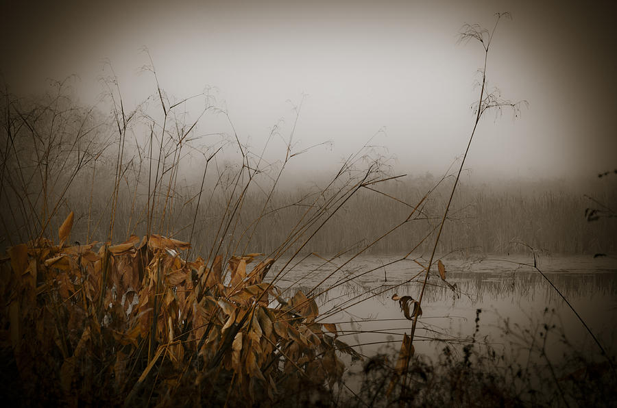 Foggy Morning Marsh Photograph by Carolyn Marshall