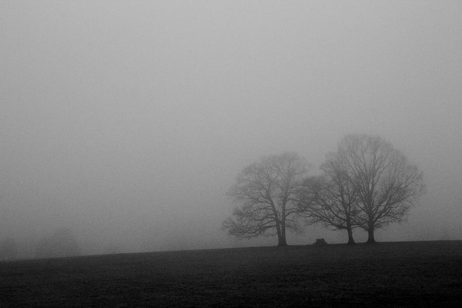 Tree Photograph - Foggy Morning by Michael J Gibbs