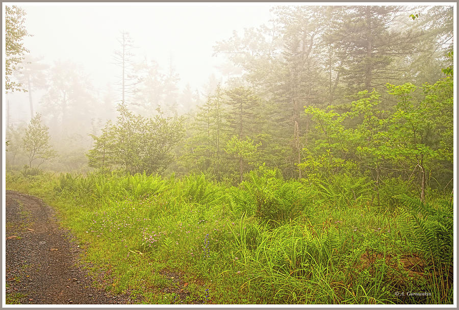 Foggy Morning, Mountain Thicket, Pocono Mountains Photograph by A Macarthur Gurmankin