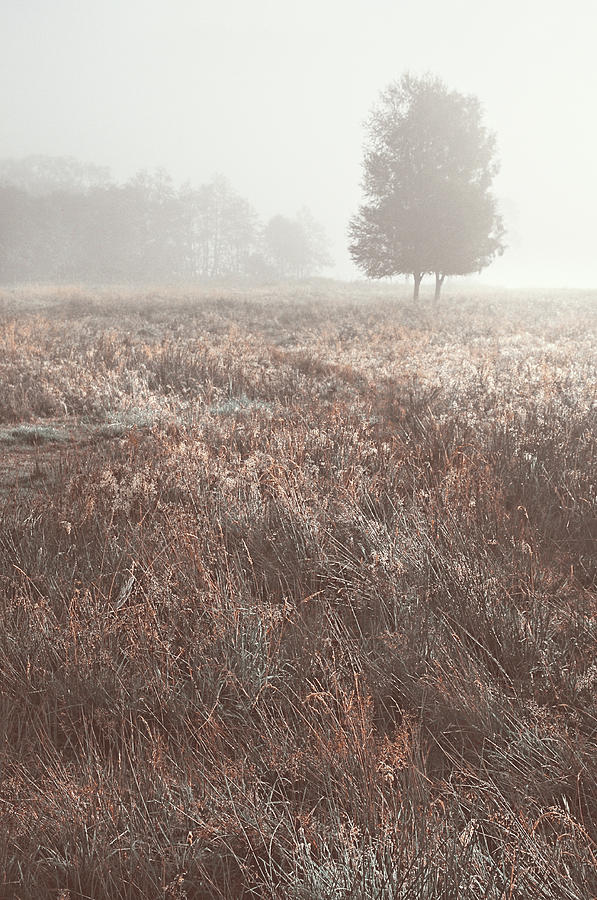 Foggy Morning on Scottish Fields Photograph by Jenny Rainbow