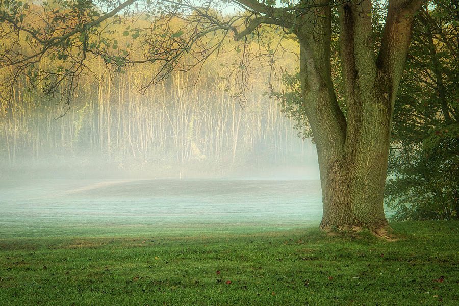 Foggy Morning Photograph by Patrice Zinck