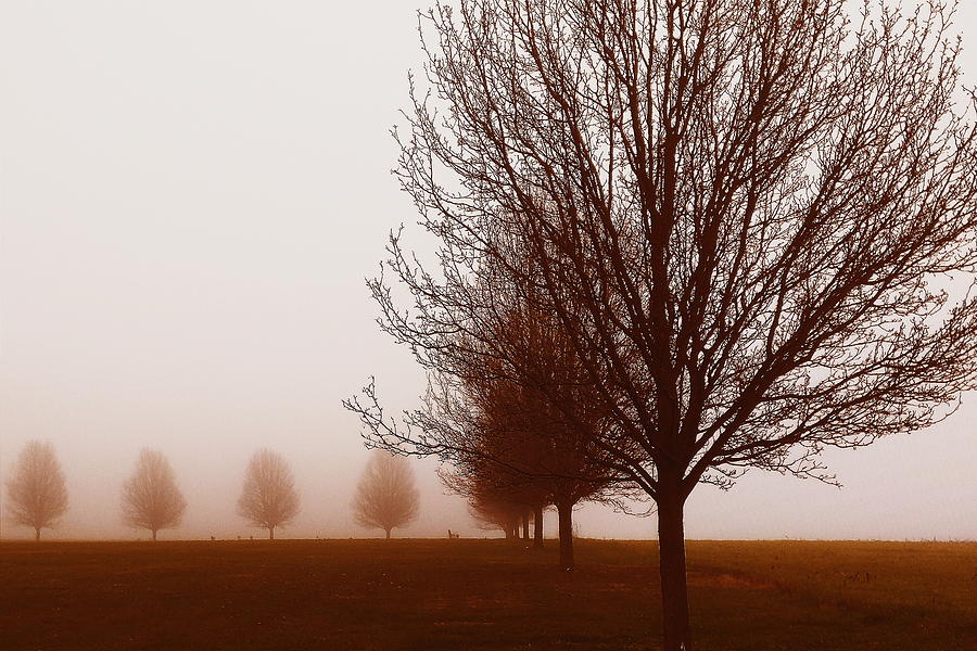 Foggy Morning  Photograph by Paul Kercher