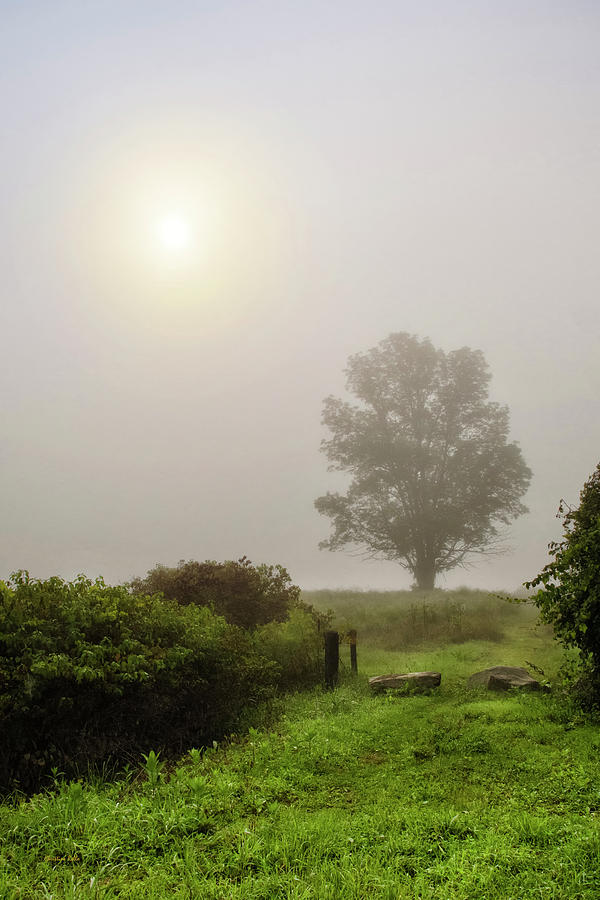 Sunrise Tree In Morning Fog Photograph by Christina Rollo