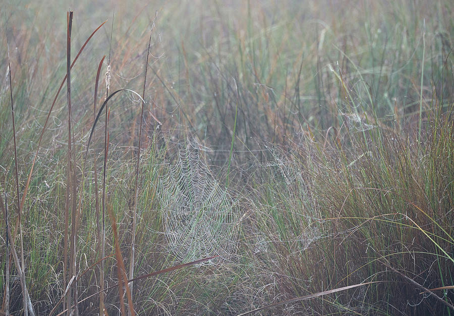 Foggy Morning Web in the Marsh Photograph by Bill Chambers