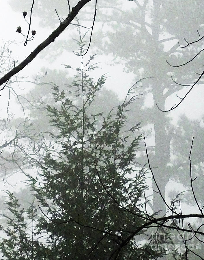 Foggy Mountain Morning Photograph by Lizi Beard-Ward
