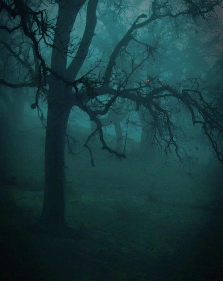 Tree Photograph - Foggy Night On Bear Mountain by David Rivas