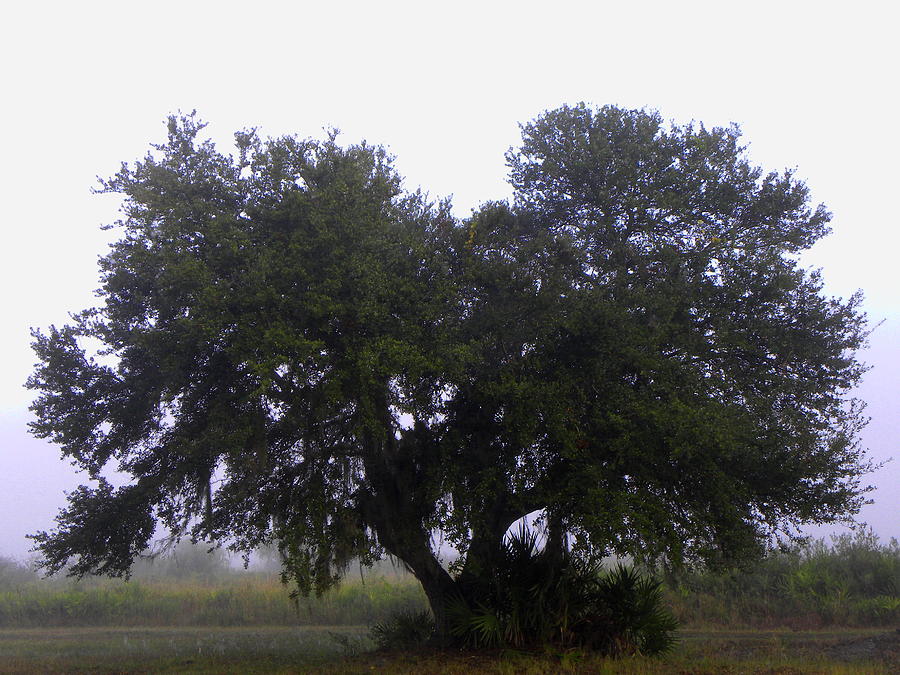 Foggy Oak Tree  Photograph by Christopher Mercer