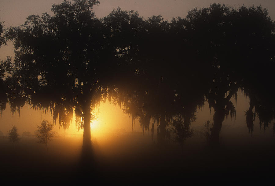 Tree Photograph - Foggy Ocala by Susan  Benson