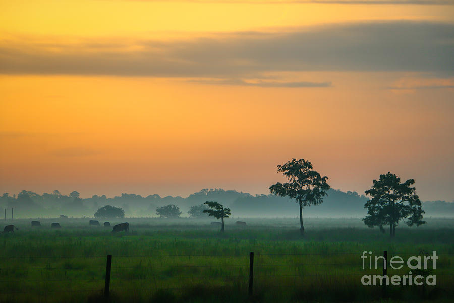 Foggy Pasture Sunrise Photograph by Tom Claud