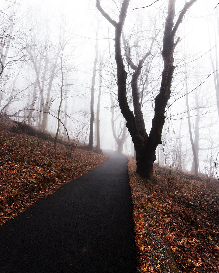Foggy Path Photograph by Alan Raasch