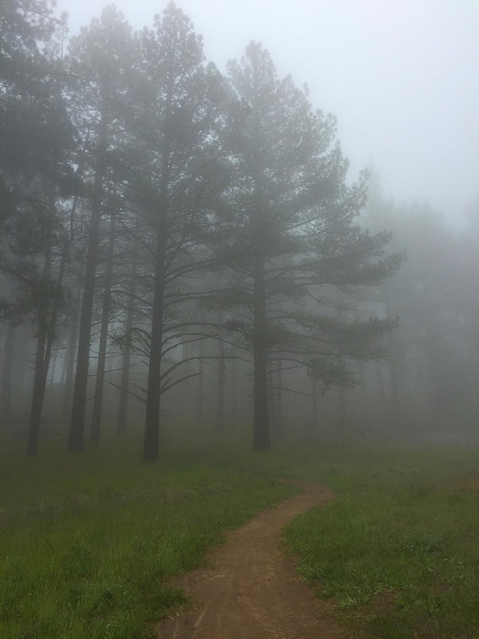 Foggy Path Photograph by Scott Cunningham