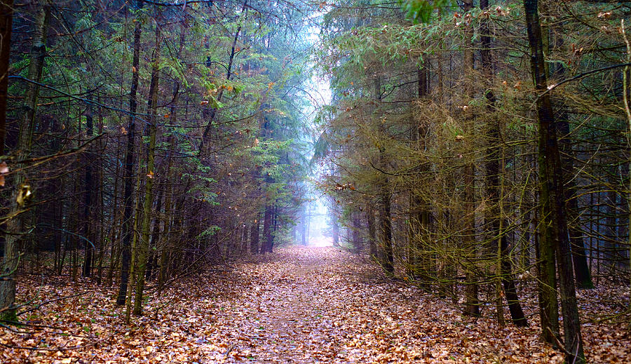 Tree Photograph - Foggy Pathway by Gunther Schabestiel