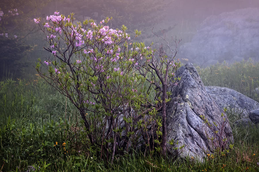 Foggy Pink Azalea Photograph by Ken Barrett