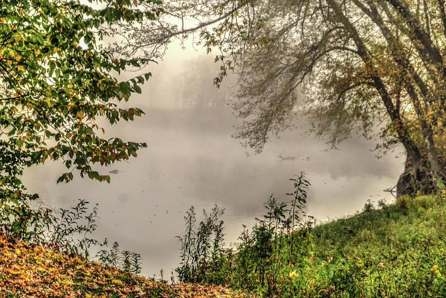 Foggy pond Photograph by Jane Luxton