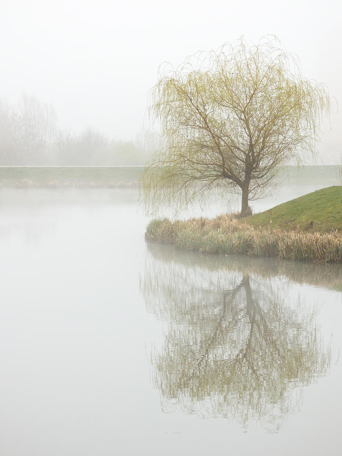 Foggy pond Photograph by Miroslav Nemecek