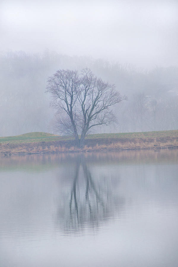 Foggy Potomac Tree Photograph by Don Johnson