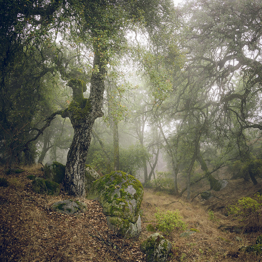 Foggy Ravine, Palomar Mountain Photograph by Alexander Kunz