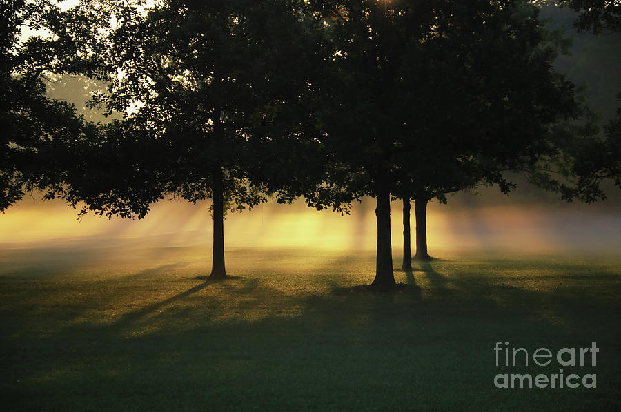 Foggy Rays of Morning Photograph by Rachel Cohen