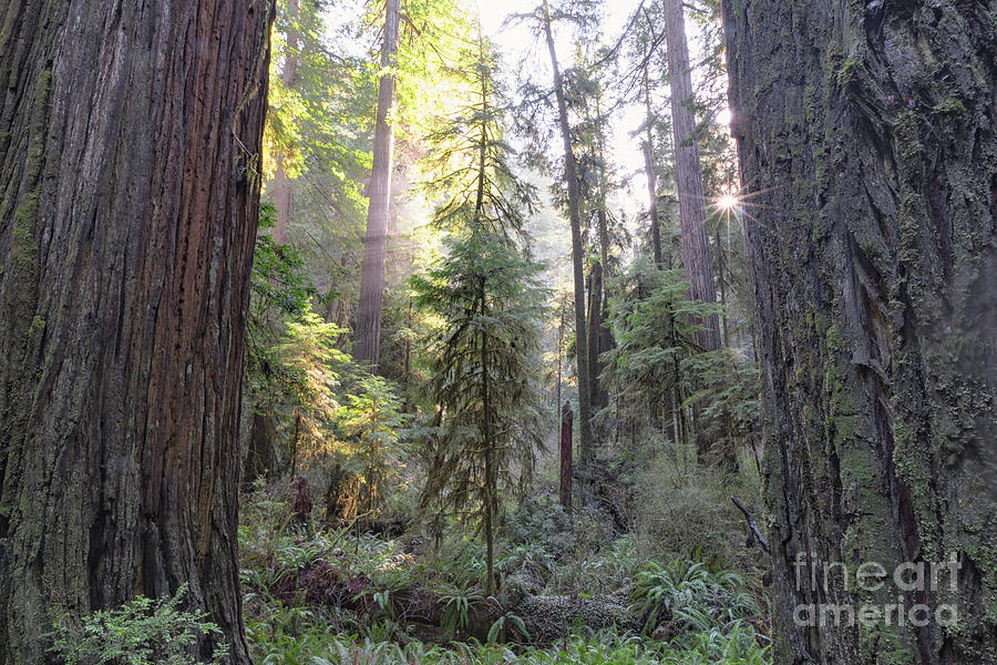 Tree Photograph - Foggy Redwoods and Sunstar by Richard Sandford