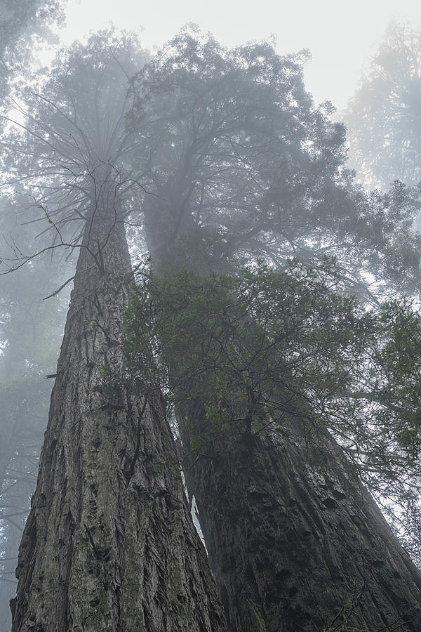 Foggy Redwoods Ca Photograph