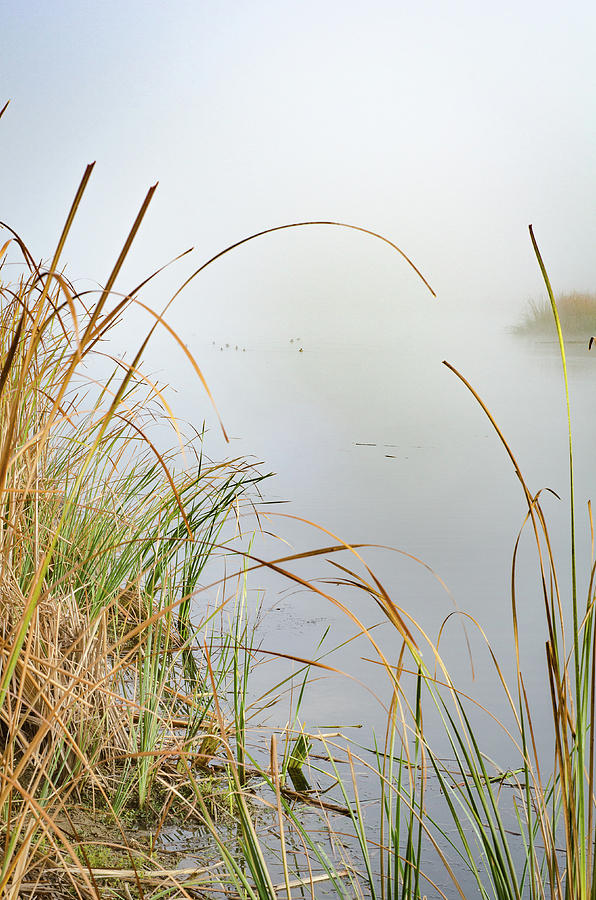 Foggy Reeds Photograph by Erich Grant