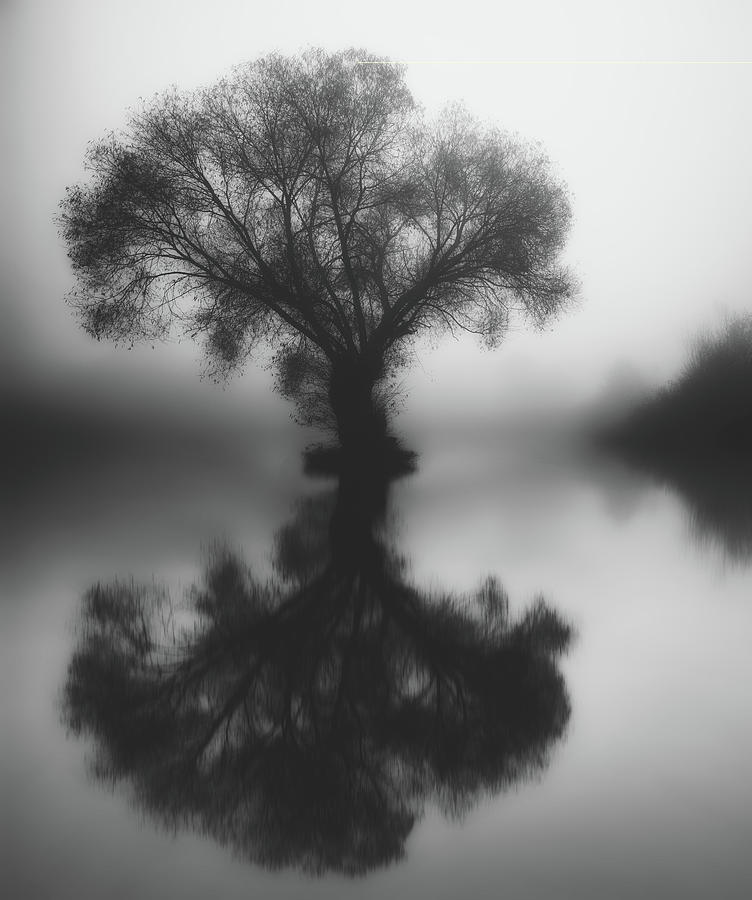 Foggy Reflections Photograph by Mountain Dreams