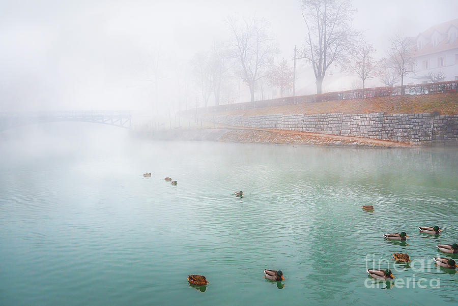 Foggy River And Wild Ducks Photograph