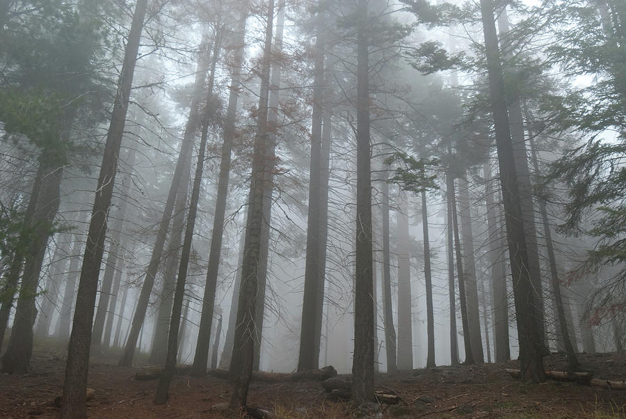 Foggy Sequoia National Park Photograph