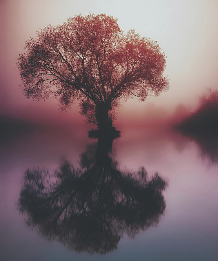 Foggy Serenity Photograph by Mountain Dreams