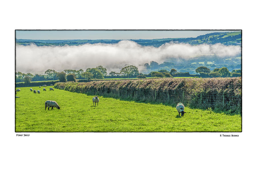 Foggy Sheep Photograph by R Thomas Berner