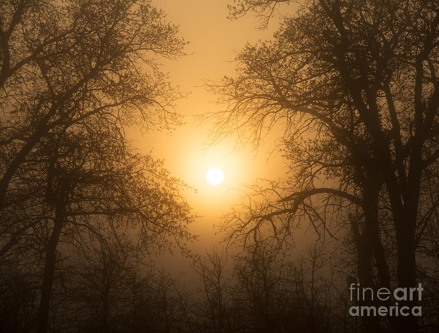 Foggy Spring Sunrise Photograph by Sari ONeal