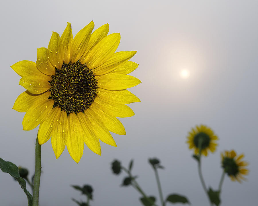 Foggy sunflowers Photograph by Rob Graham