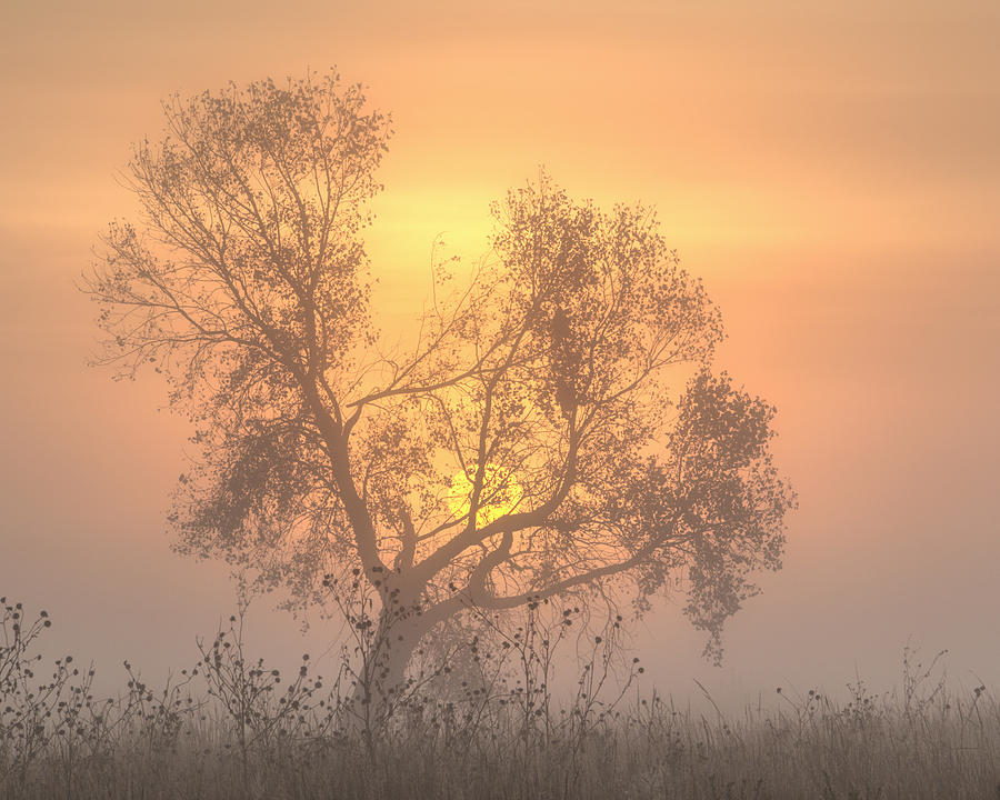 Foggy Sunrise -03 Photograph by Rob Graham